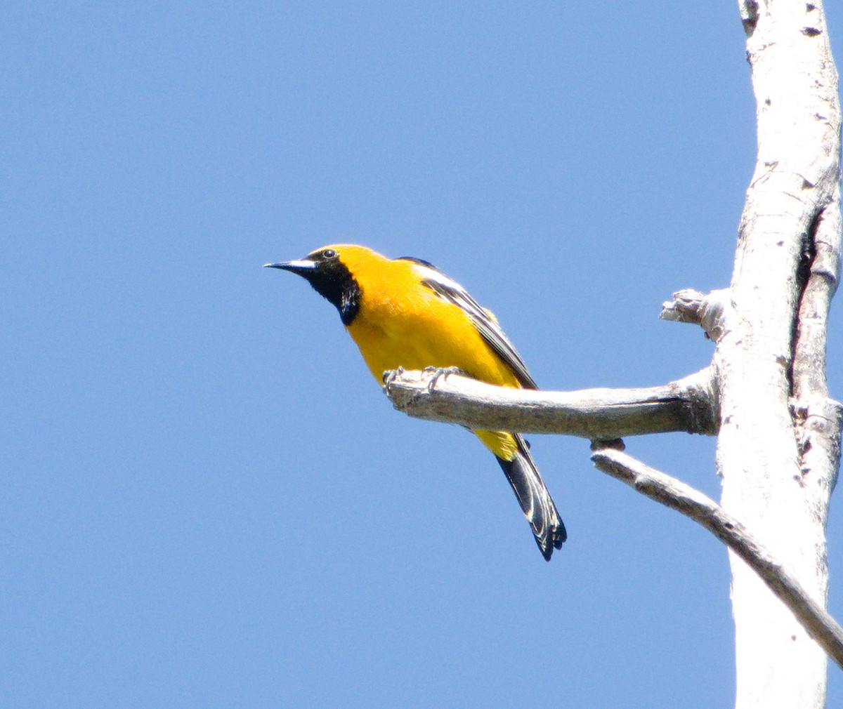 Hooded Oriole - Jaedon Tembrevilla