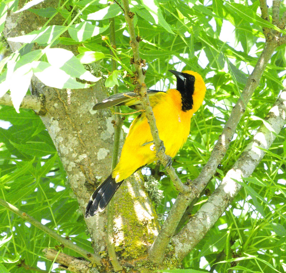 Hooded Oriole - Jaedon Tembrevilla