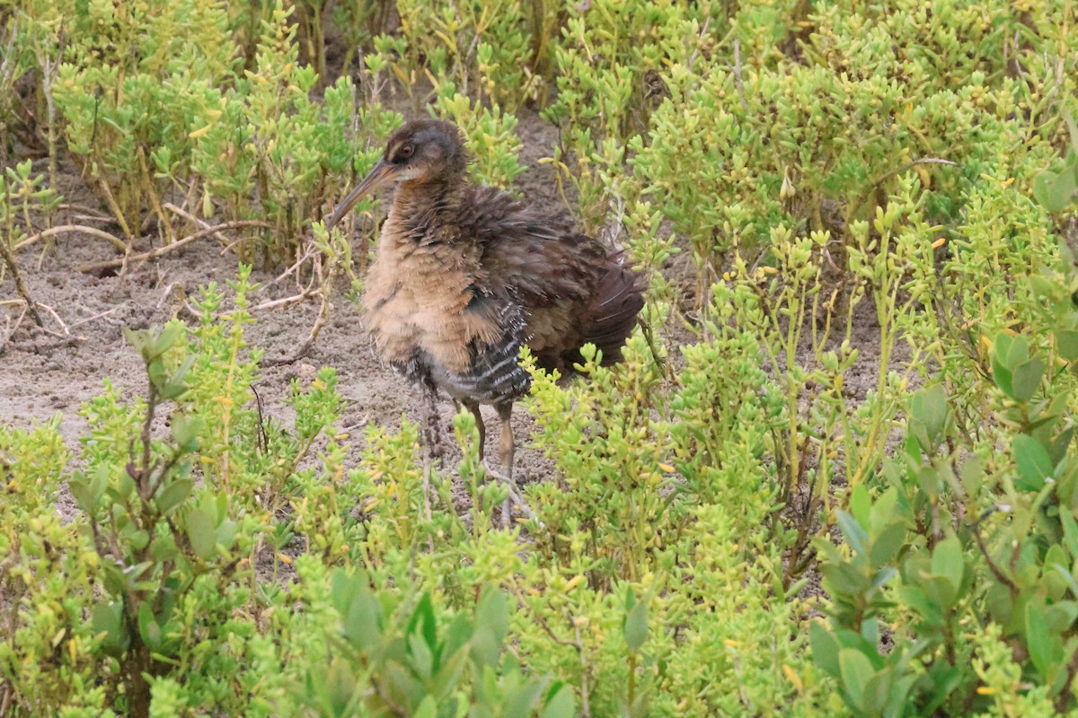 Clapper Rail - ML619645486