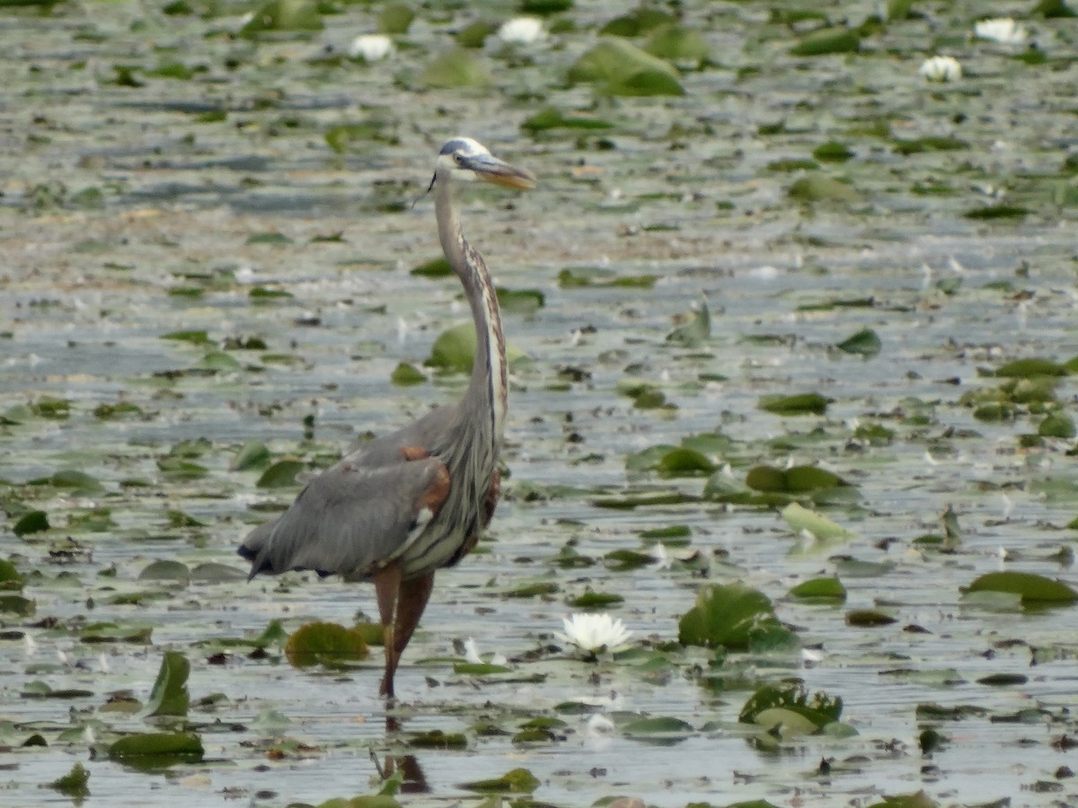 Great Blue Heron - Jeffrey Sharpe