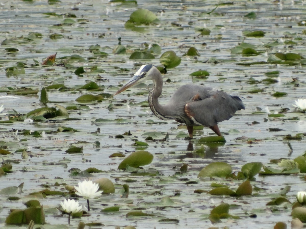 Great Blue Heron - ML619645490