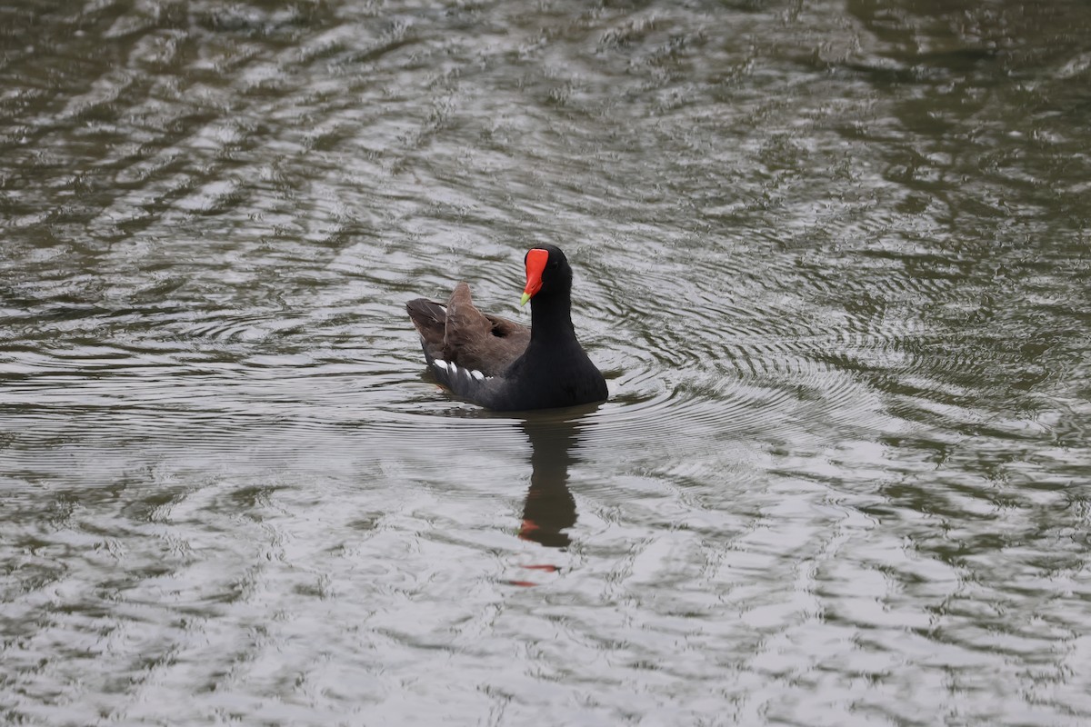 Common Gallinule - Kayleigh Andrus