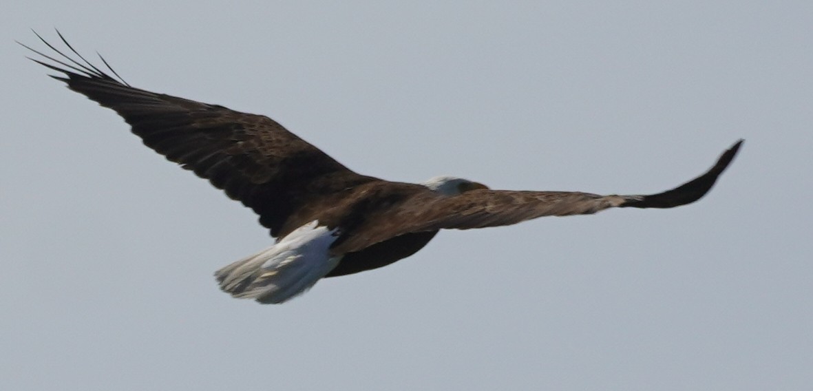 Bald Eagle - John McCallister