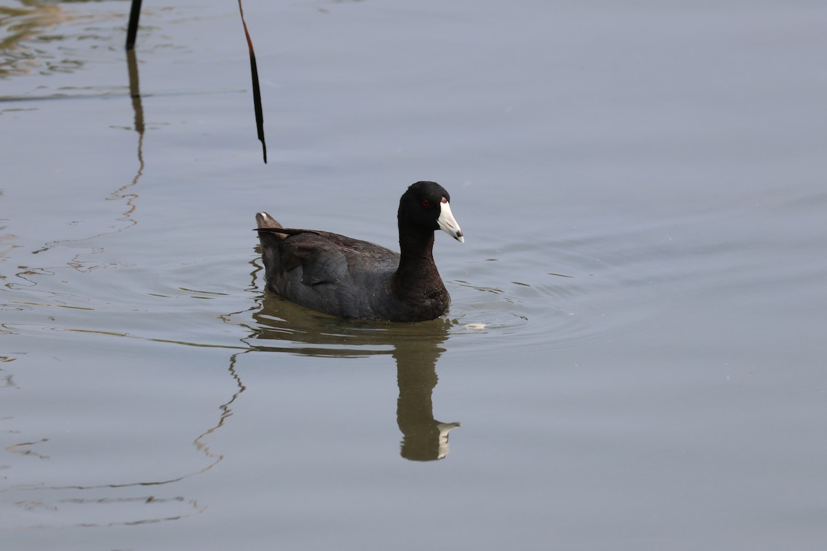 American Coot - Kayleigh Andrus