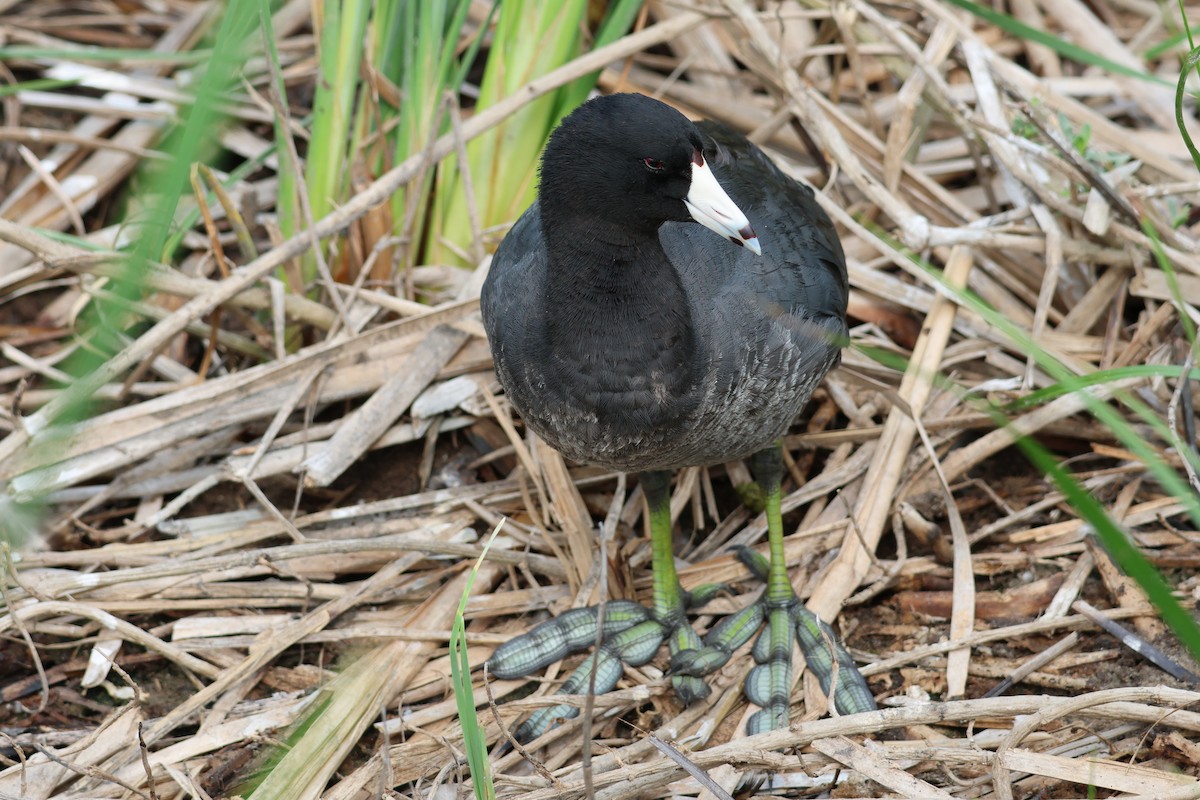 American Coot - Kayleigh Andrus