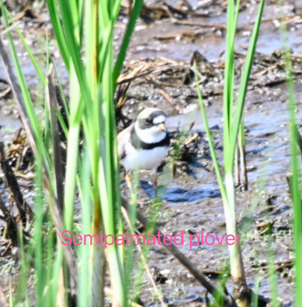 Semipalmated Plover - Frank Wang