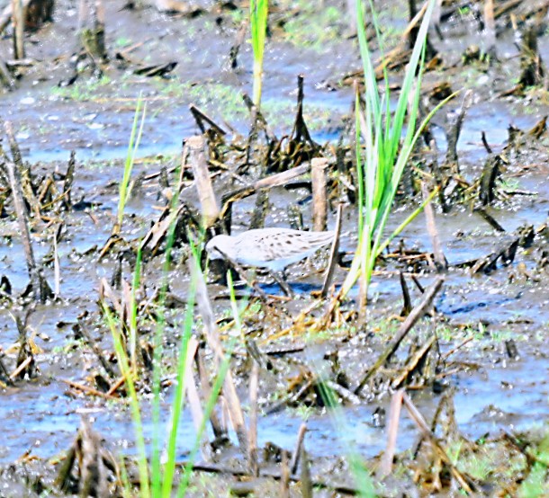 Semipalmated Sandpiper - Frank Wang