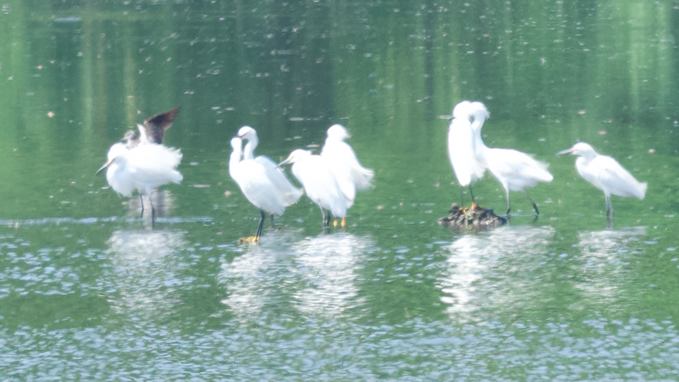 Snowy Egret - Frank Wang