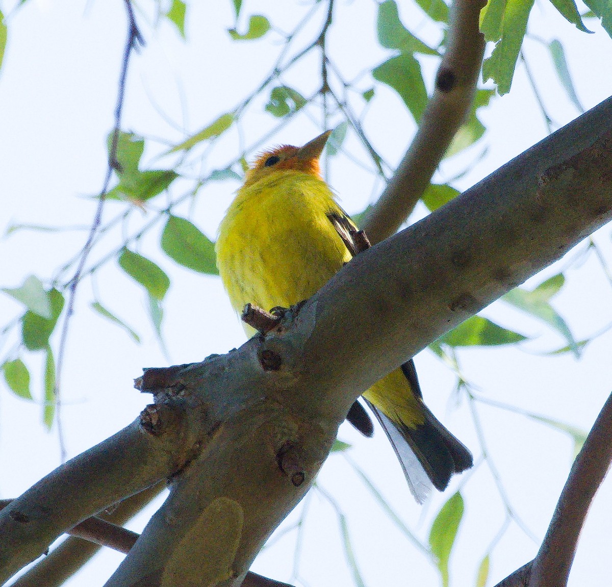 Western Tanager - Jaedon Tembrevilla