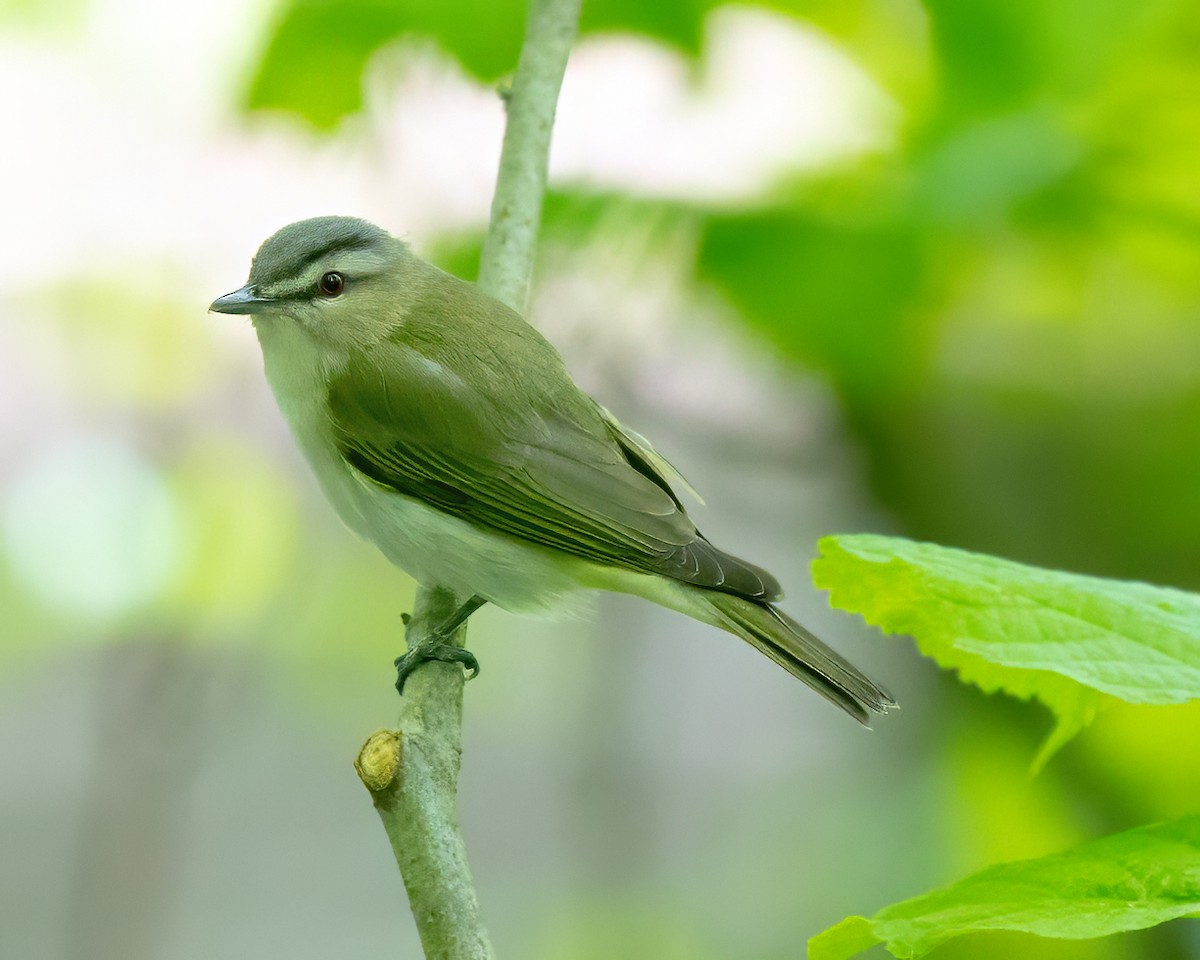 Red-eyed Vireo - ML619645521