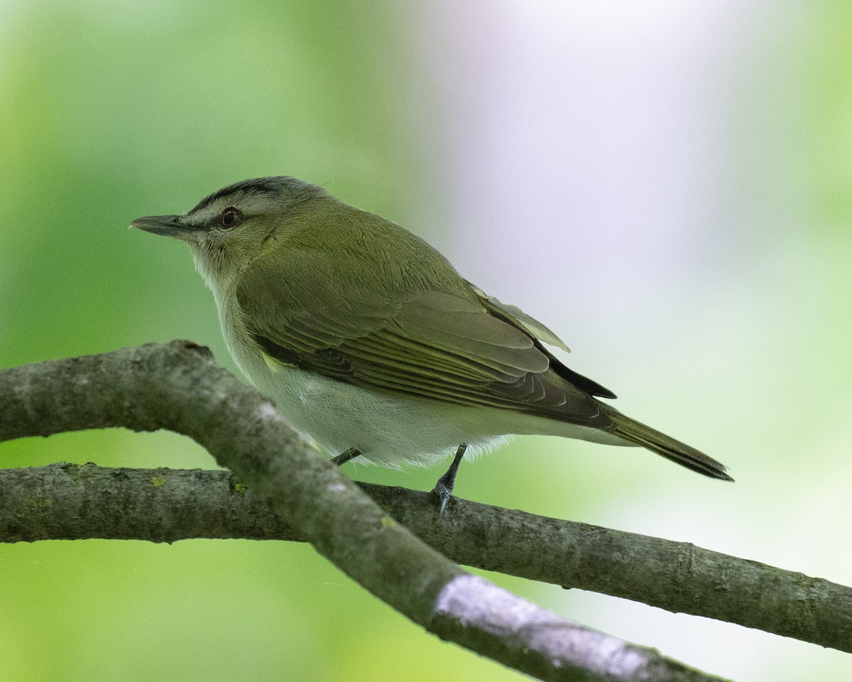 Red-eyed Vireo - ML619645522