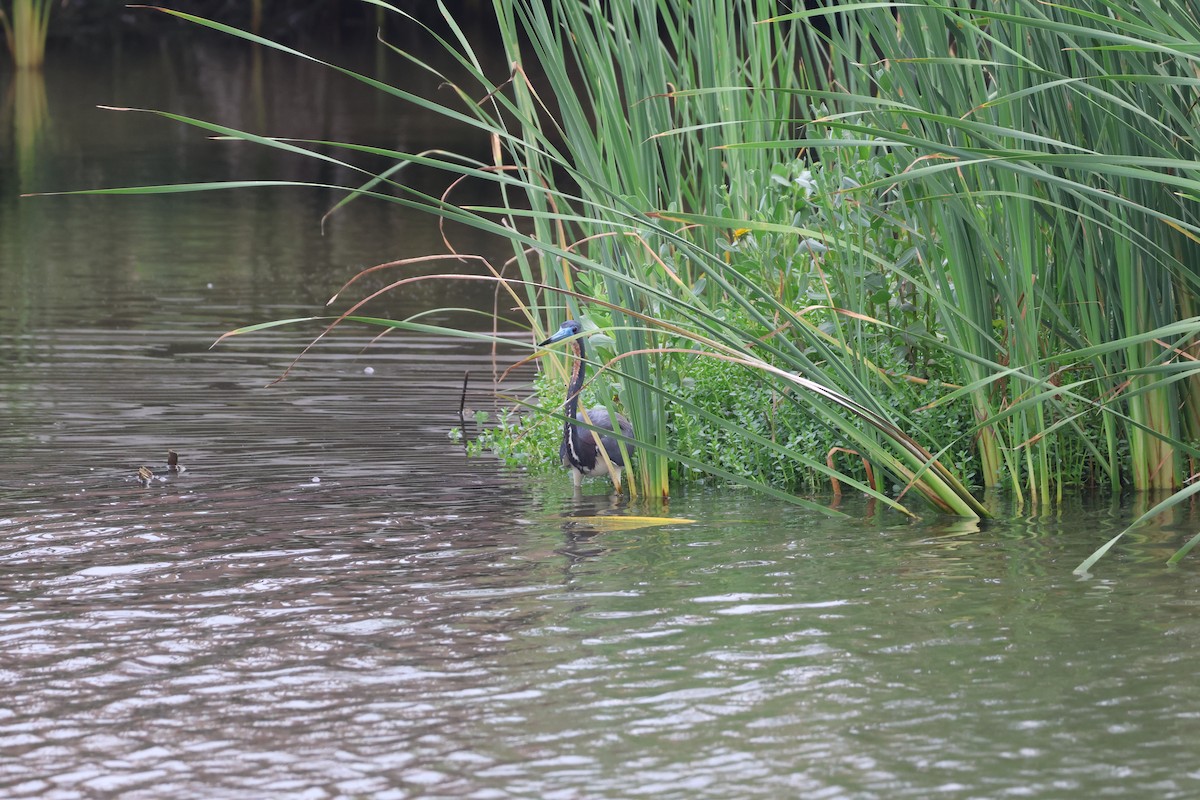 Tricolored Heron - Kayleigh Andrus