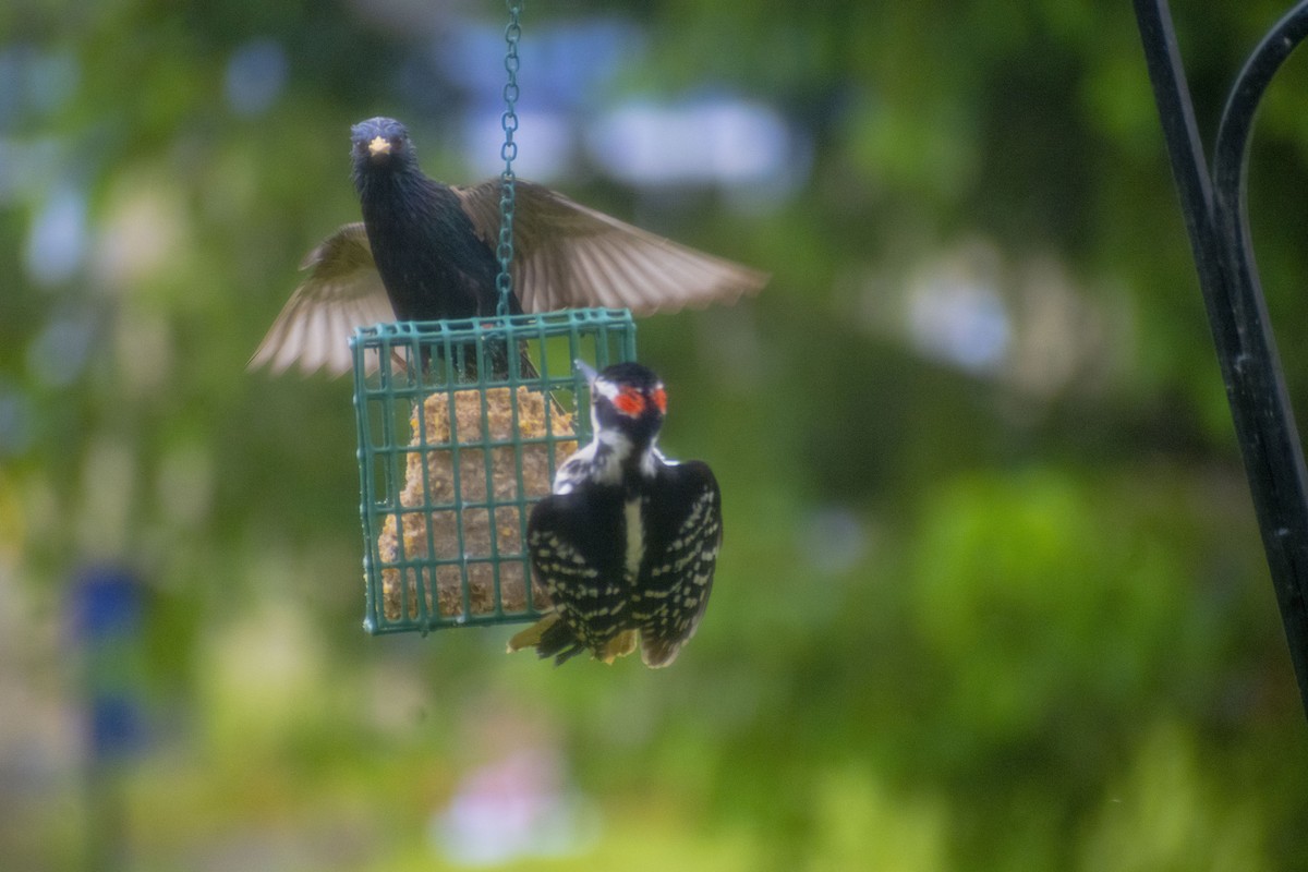 European Starling - Christy Hyman