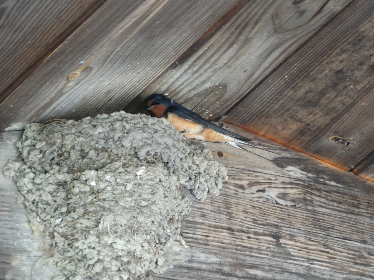 Barn Swallow - ML619645537