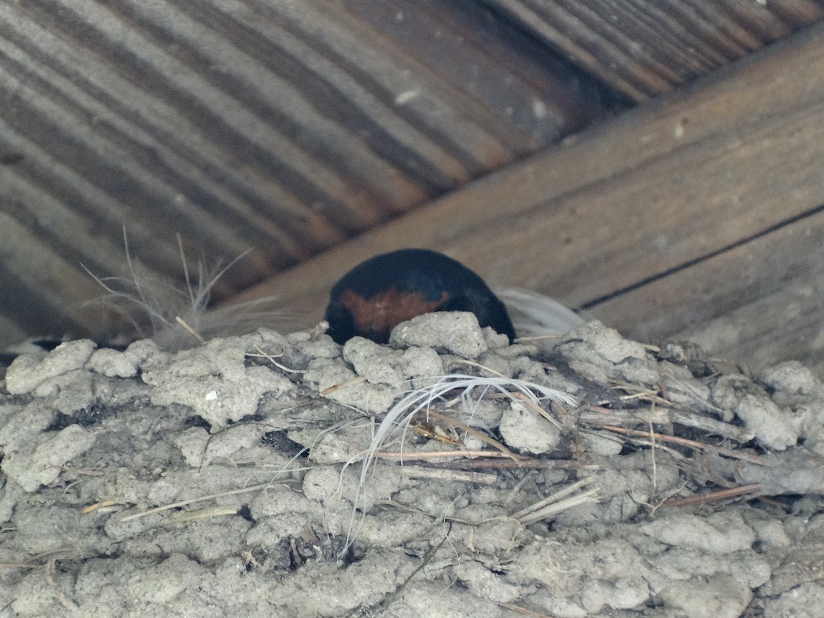 Barn Swallow - ML619645538