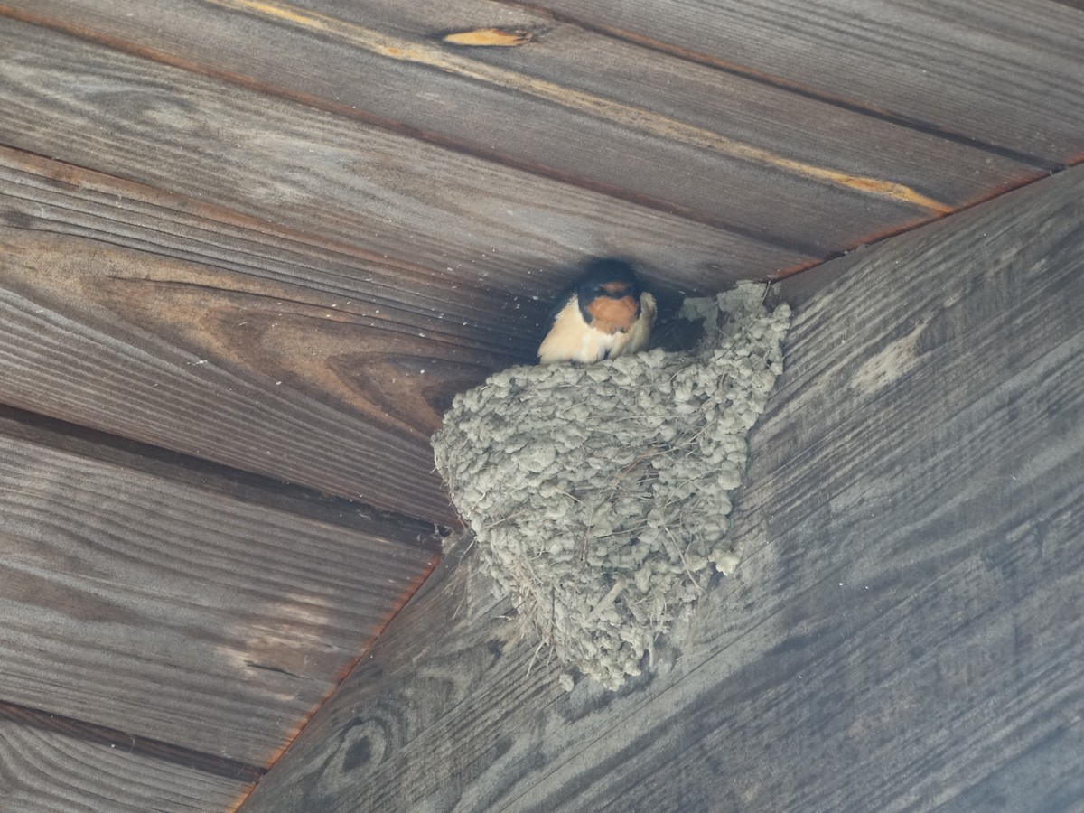 Barn Swallow - ML619645539