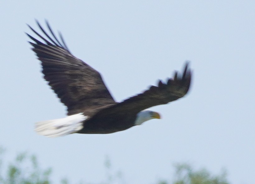 Bald Eagle - John McCallister