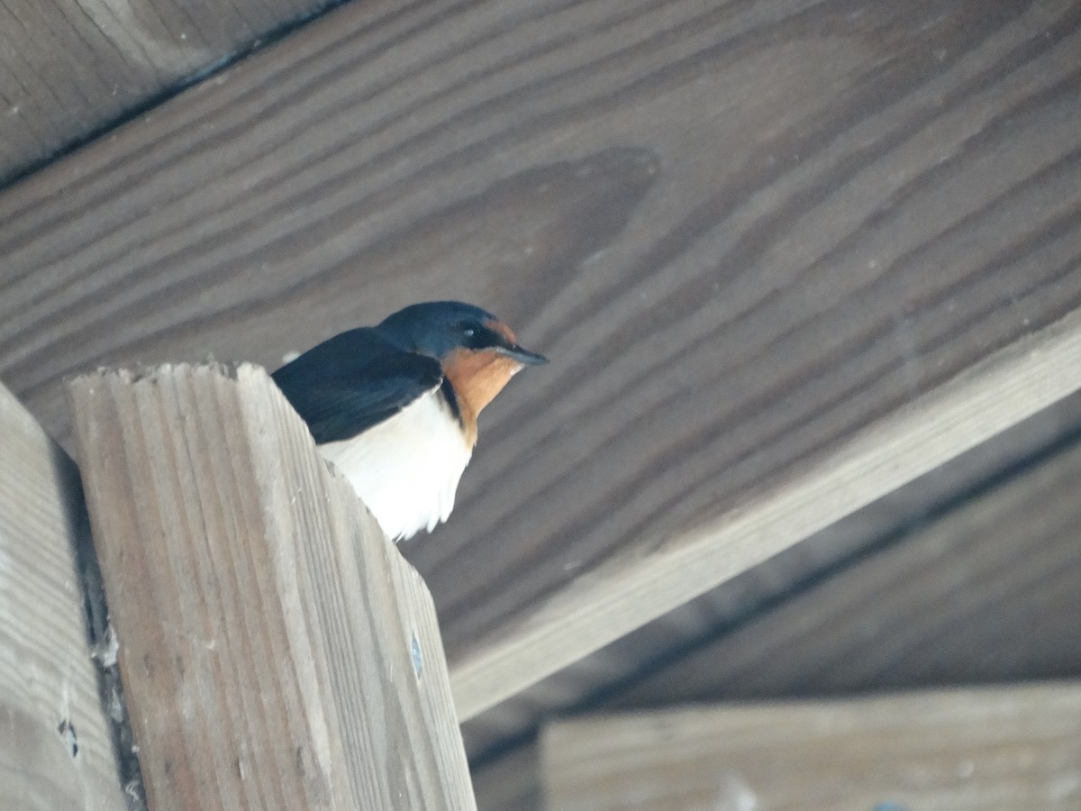 Barn Swallow - ML619645561