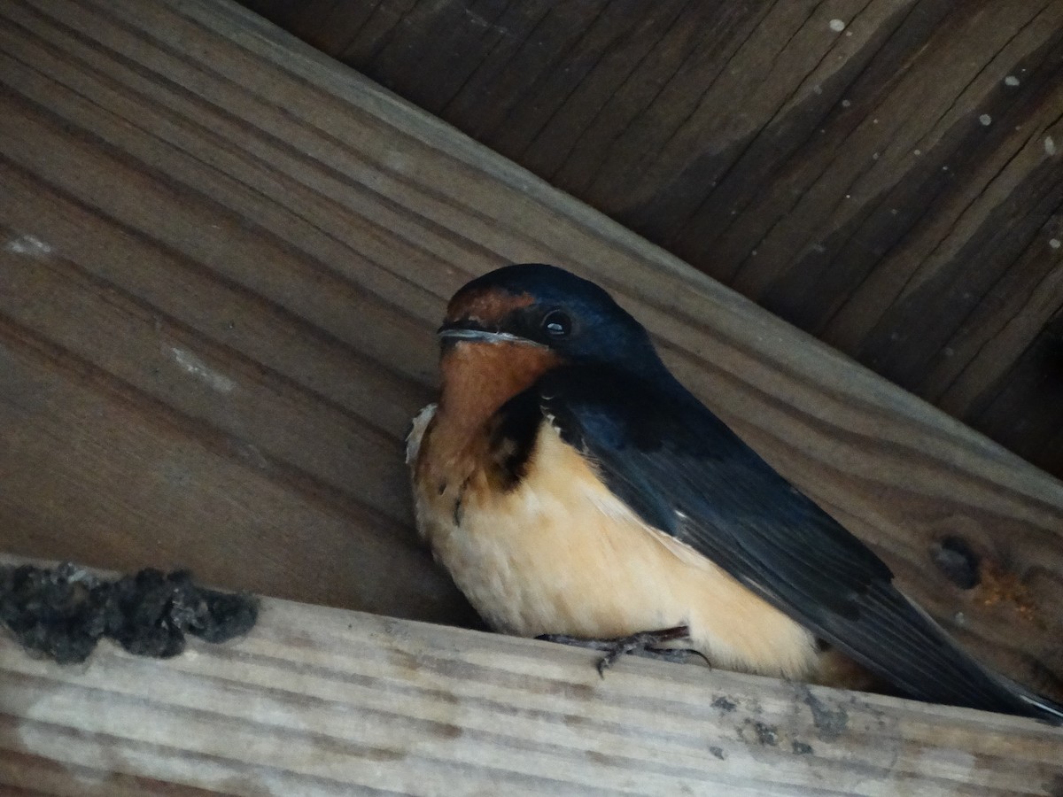 Barn Swallow - ML619645562