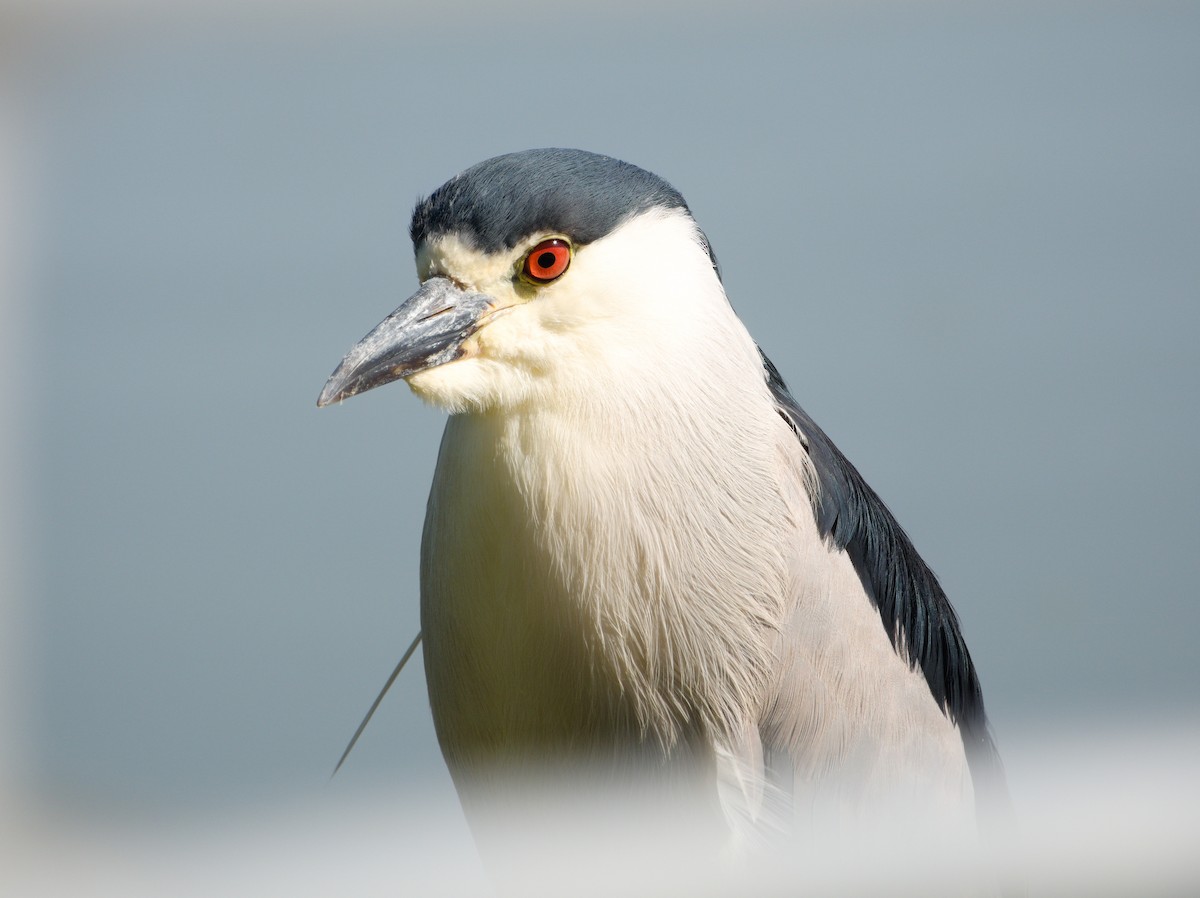 Black-crowned Night Heron - Jaedon Tembrevilla