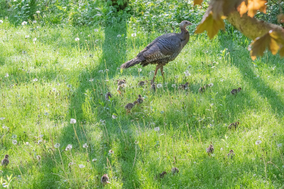 Wild Turkey - Sue Wright