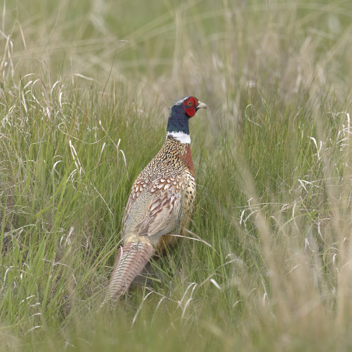 Ring-necked Pheasant - Anonymous