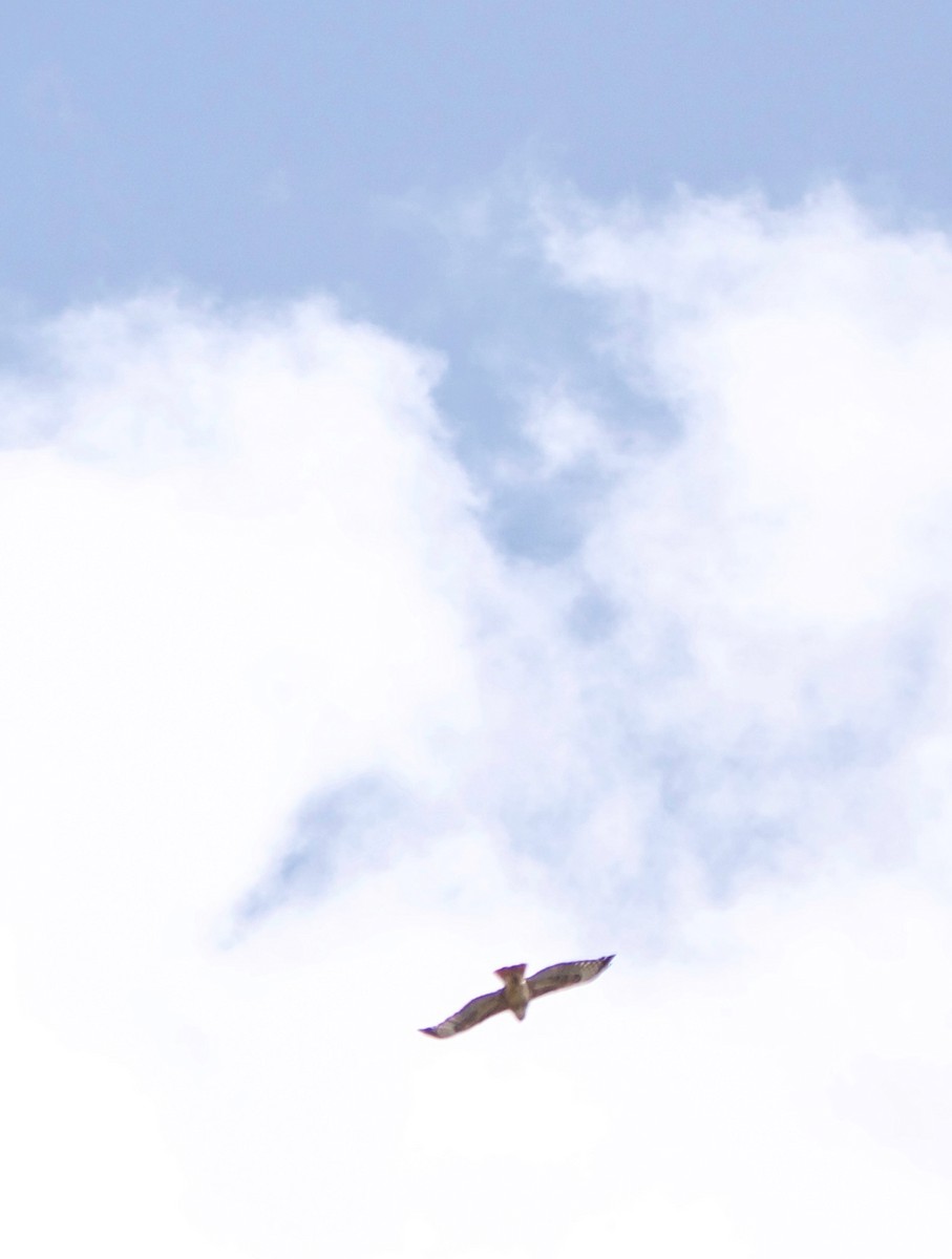 Red-tailed Hawk - Barry Mink