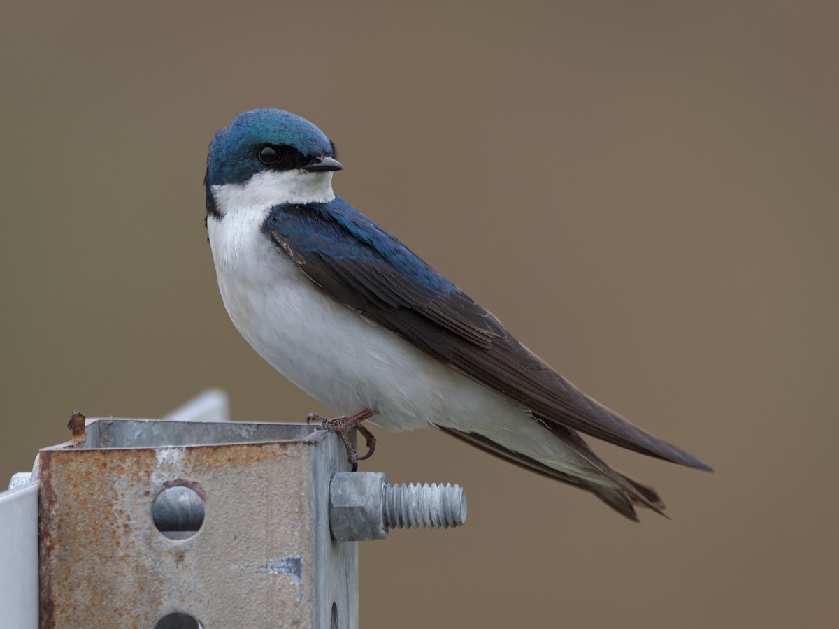 Tree Swallow - Kevin Krebs