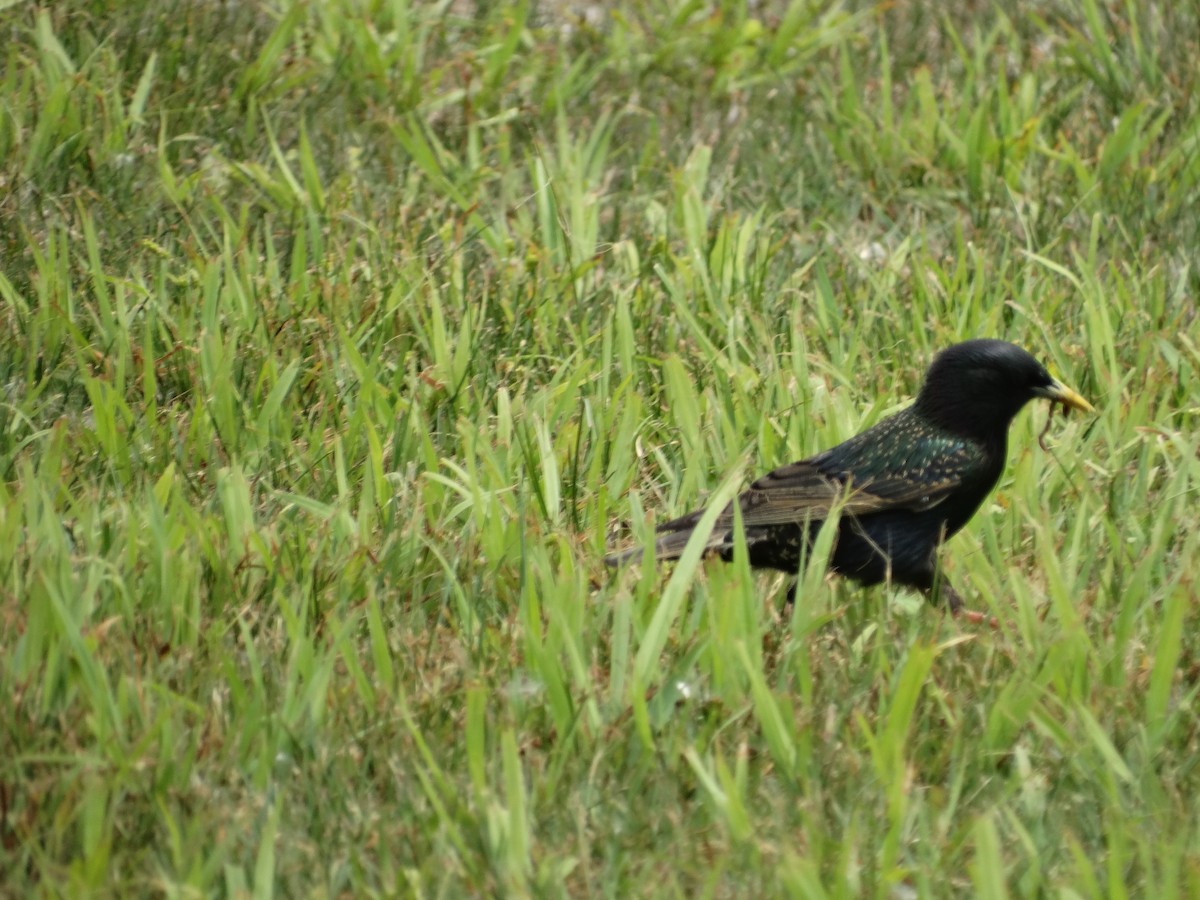 歐洲椋鳥 - ML619645577