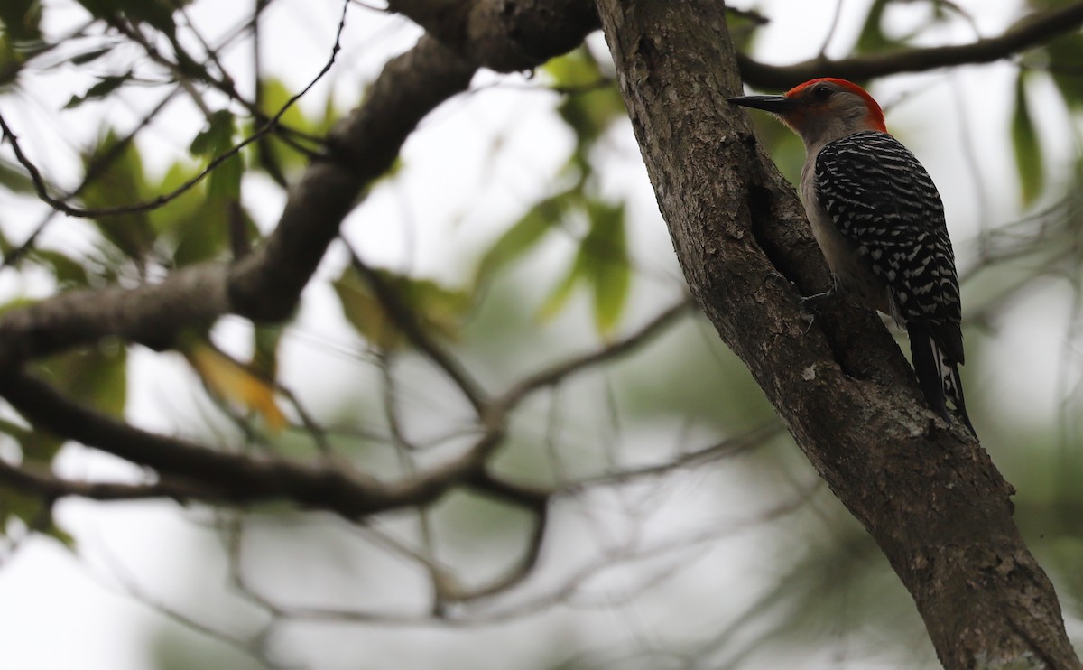 Red-bellied Woodpecker - Rob Bielawski