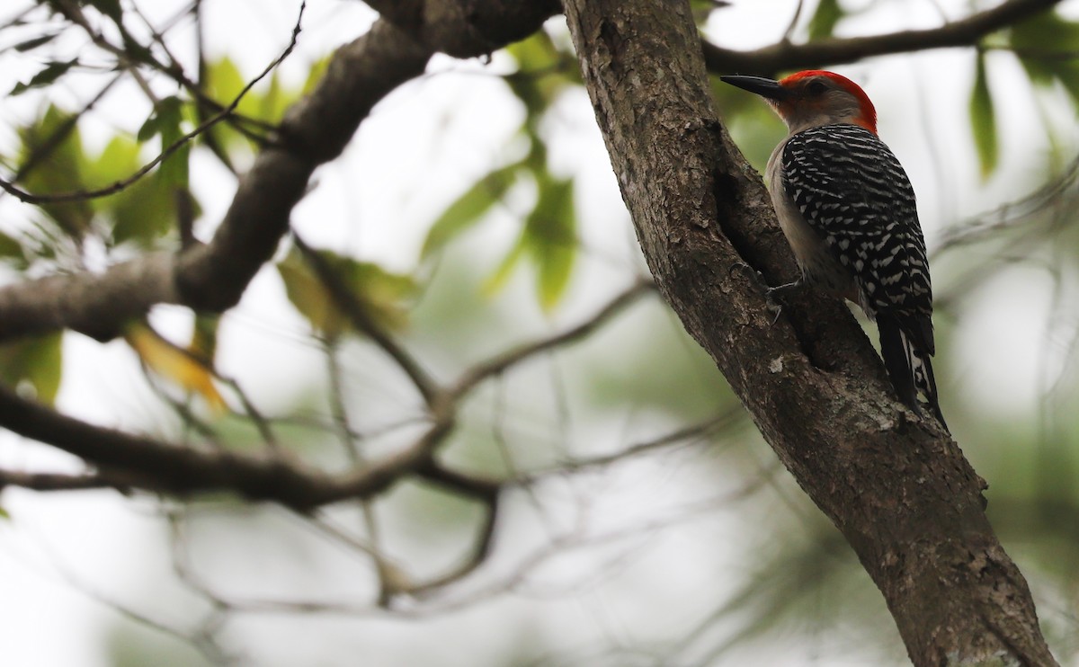 Red-bellied Woodpecker - Rob Bielawski