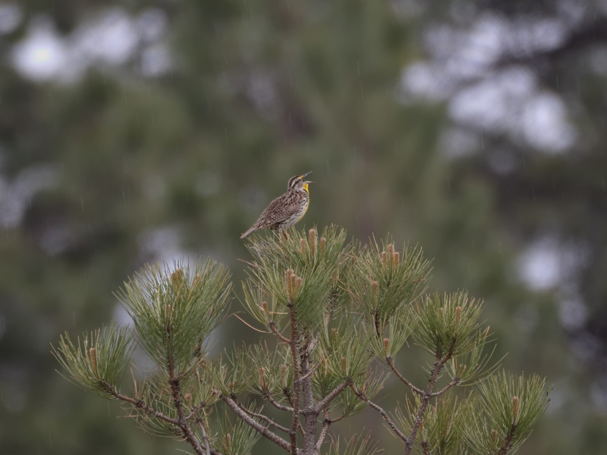 Western Meadowlark - Kevin Krebs