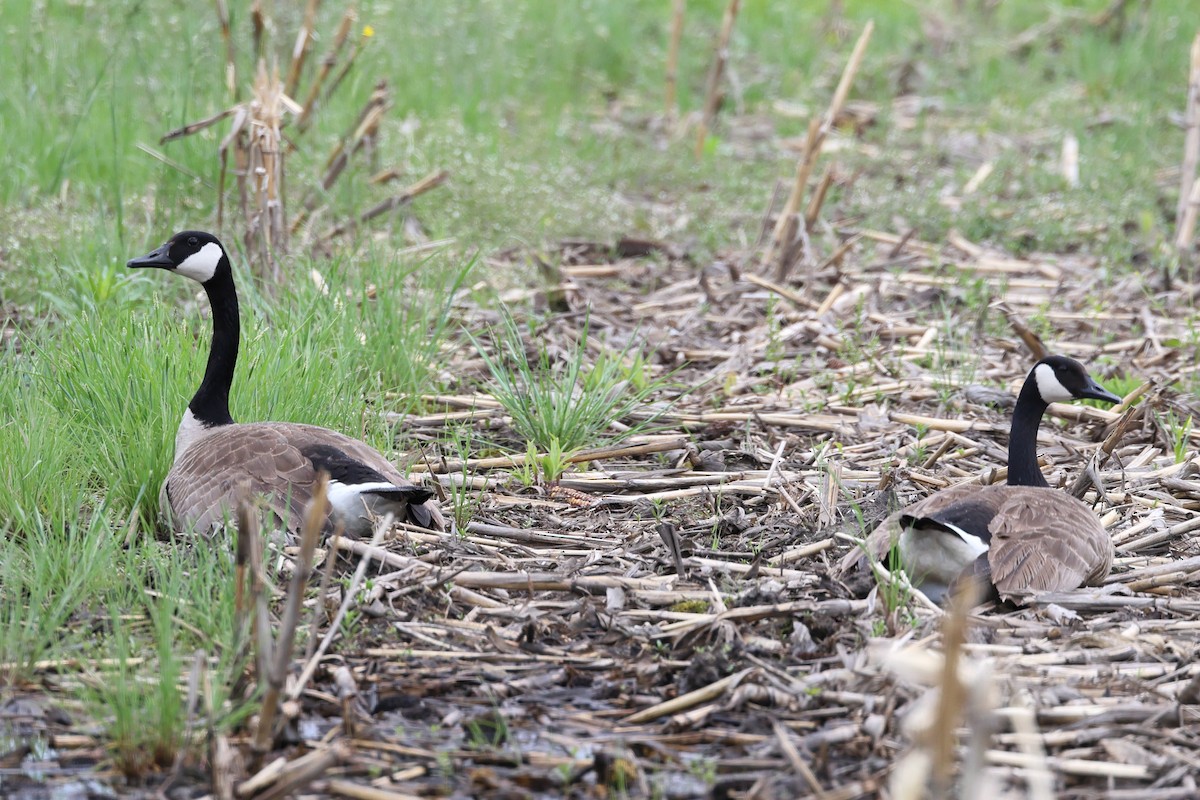 Canada Goose - Darcy Pinotti