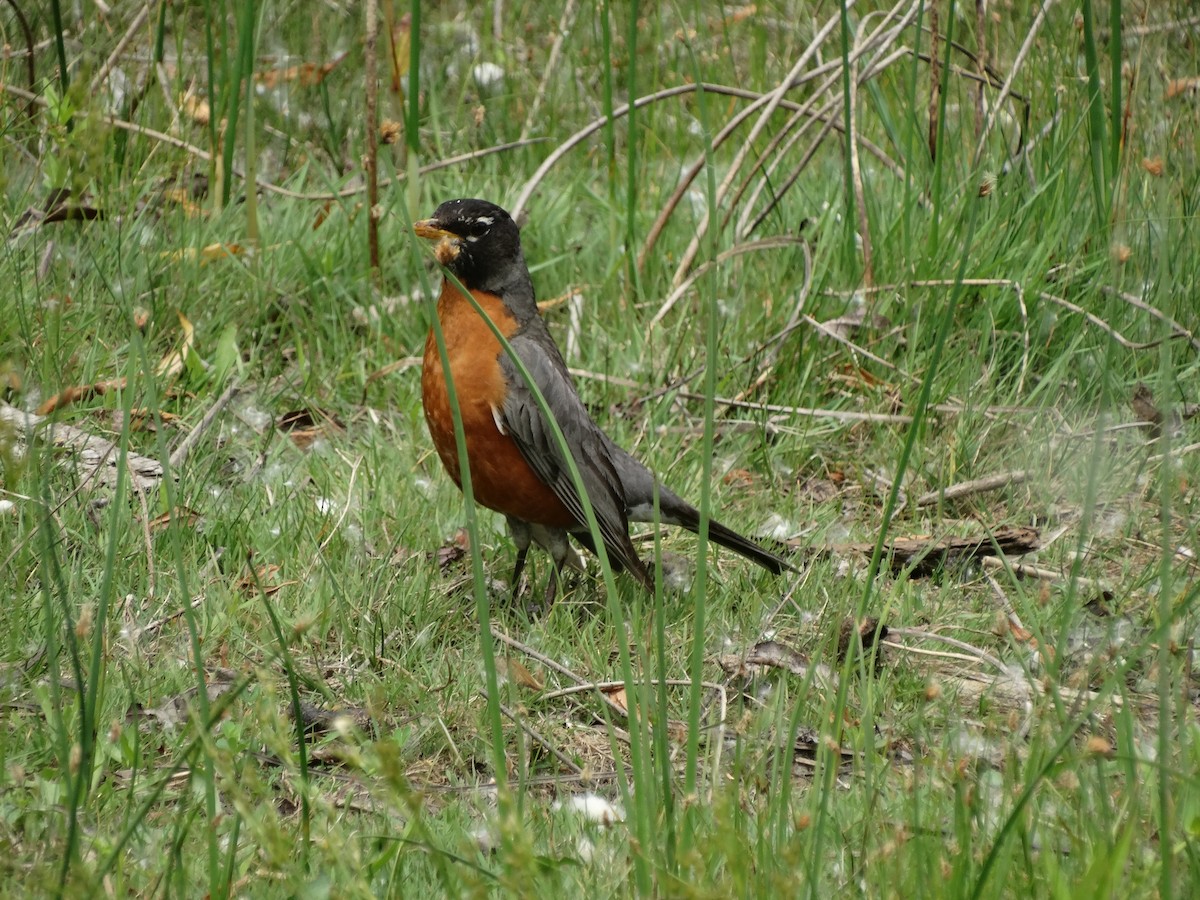 American Robin - Jeffrey Sharpe