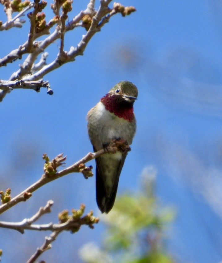 Broad-tailed Hummingbird - Erin Jones