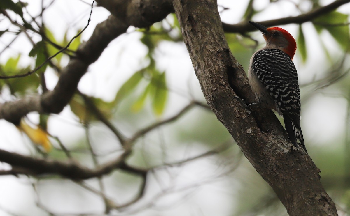 Red-bellied Woodpecker - Rob Bielawski