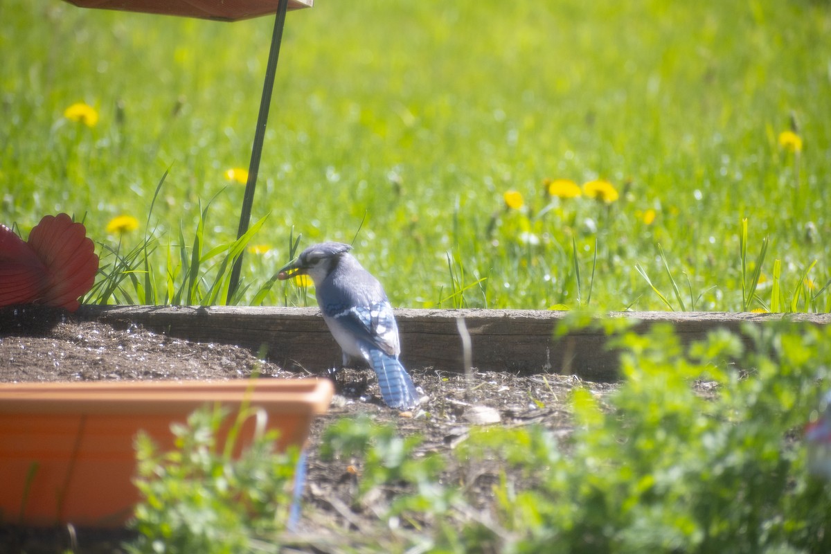 Blue Jay - Christy Hyman