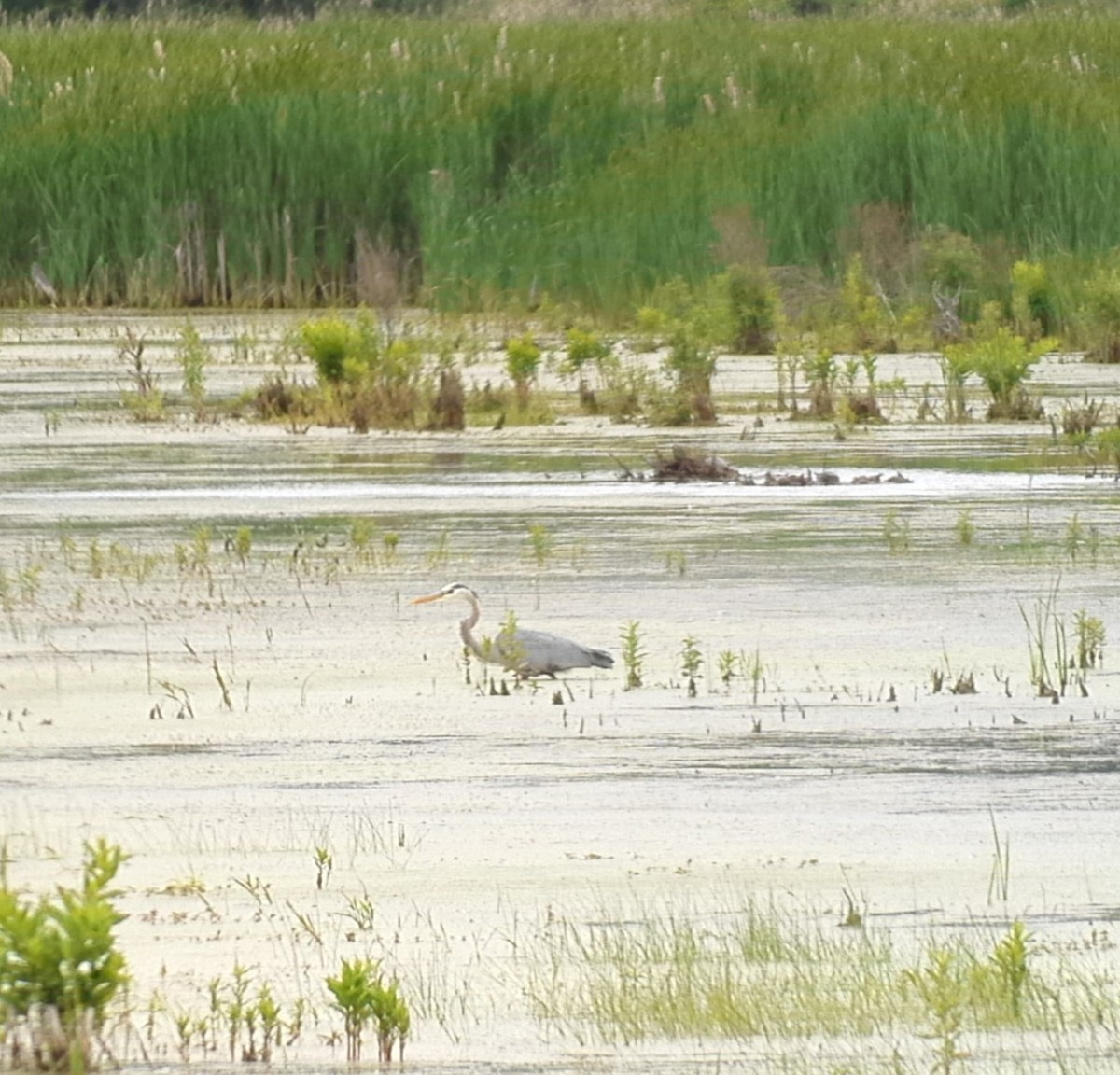 Great Blue Heron - Christoph Benning