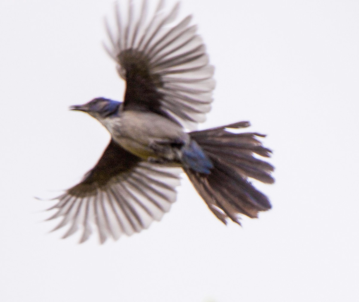 Woodhouse's Scrub-Jay - Barry Mink