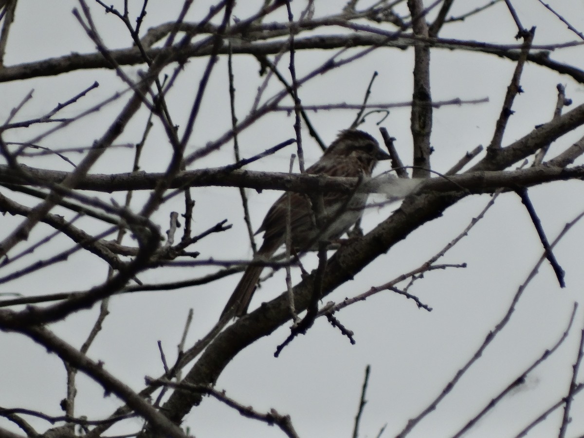 Song Sparrow - ML619645607