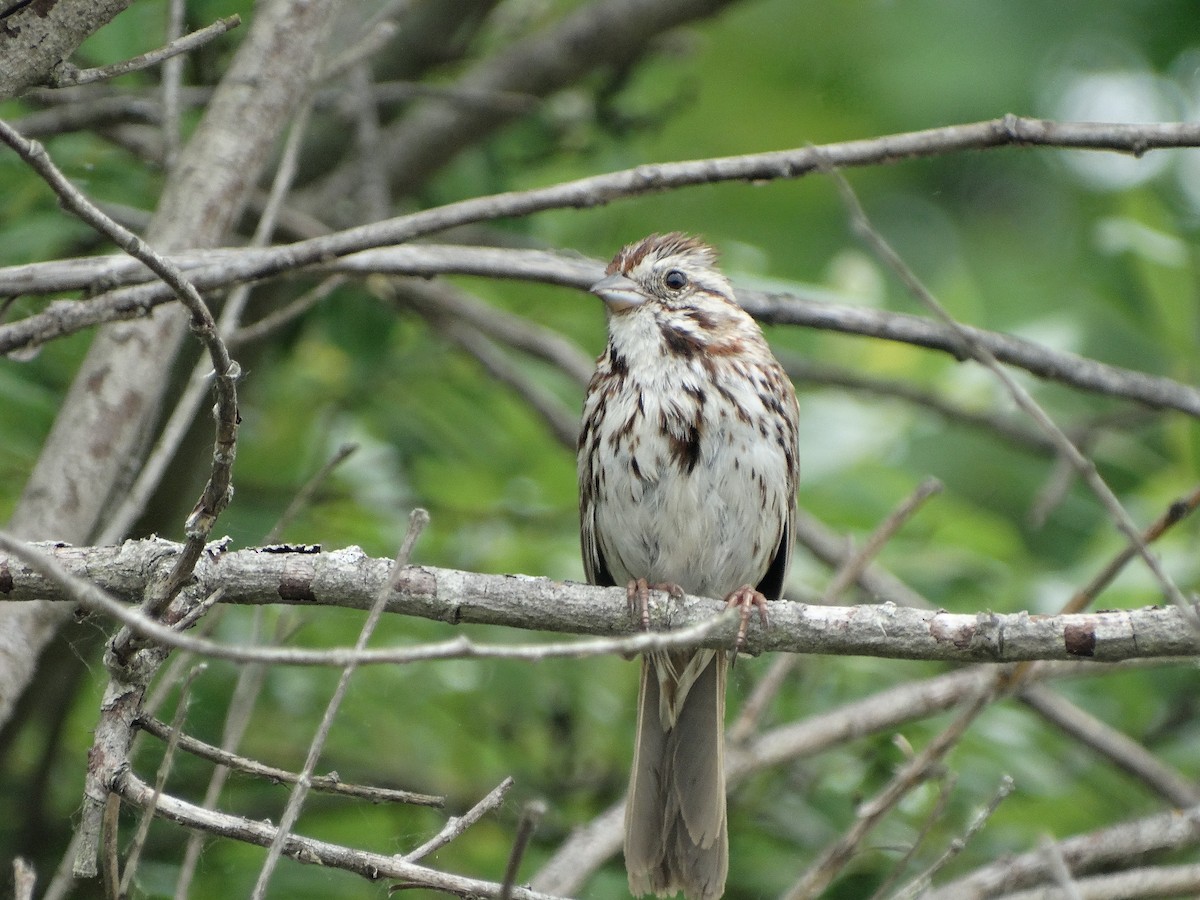 Song Sparrow - Jeffrey Sharpe