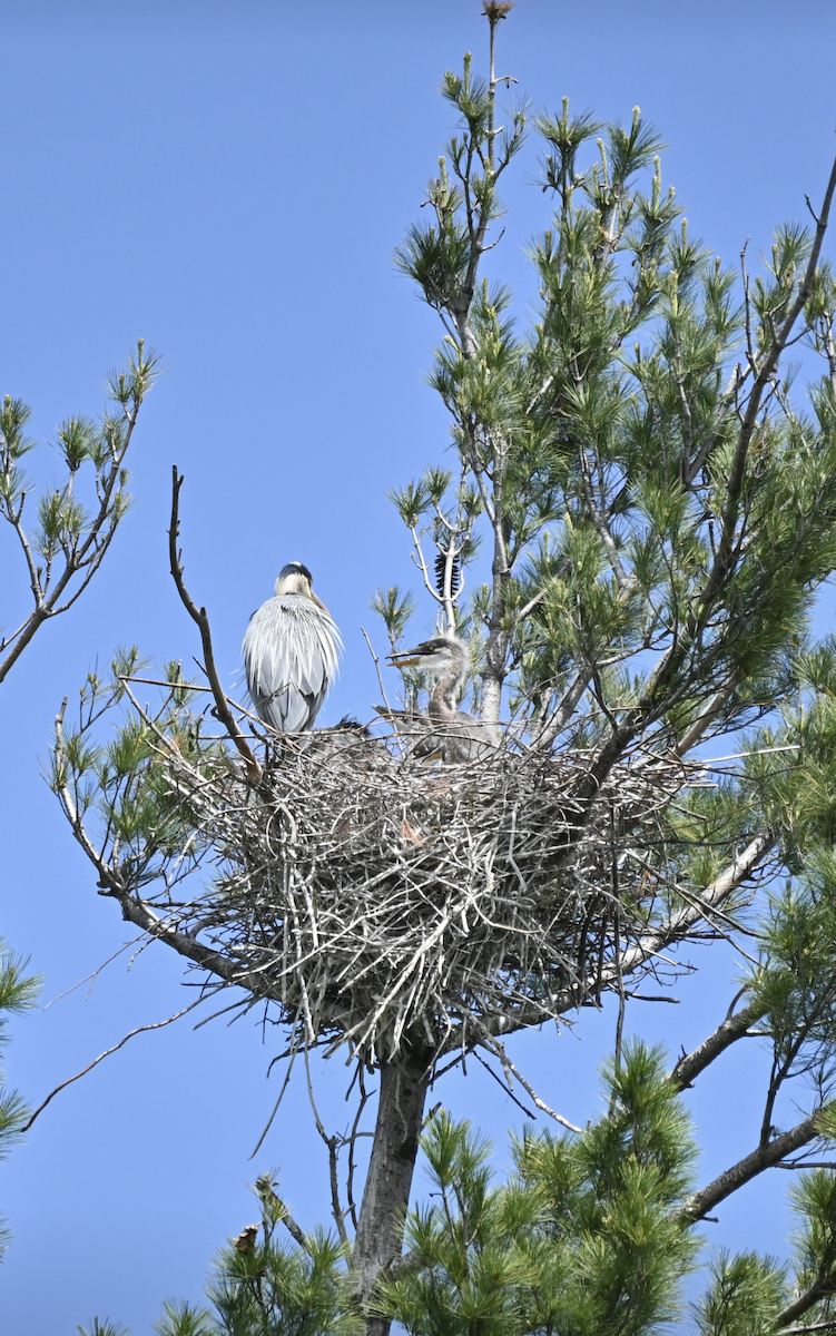 Great Blue Heron - Sylvie Rioux