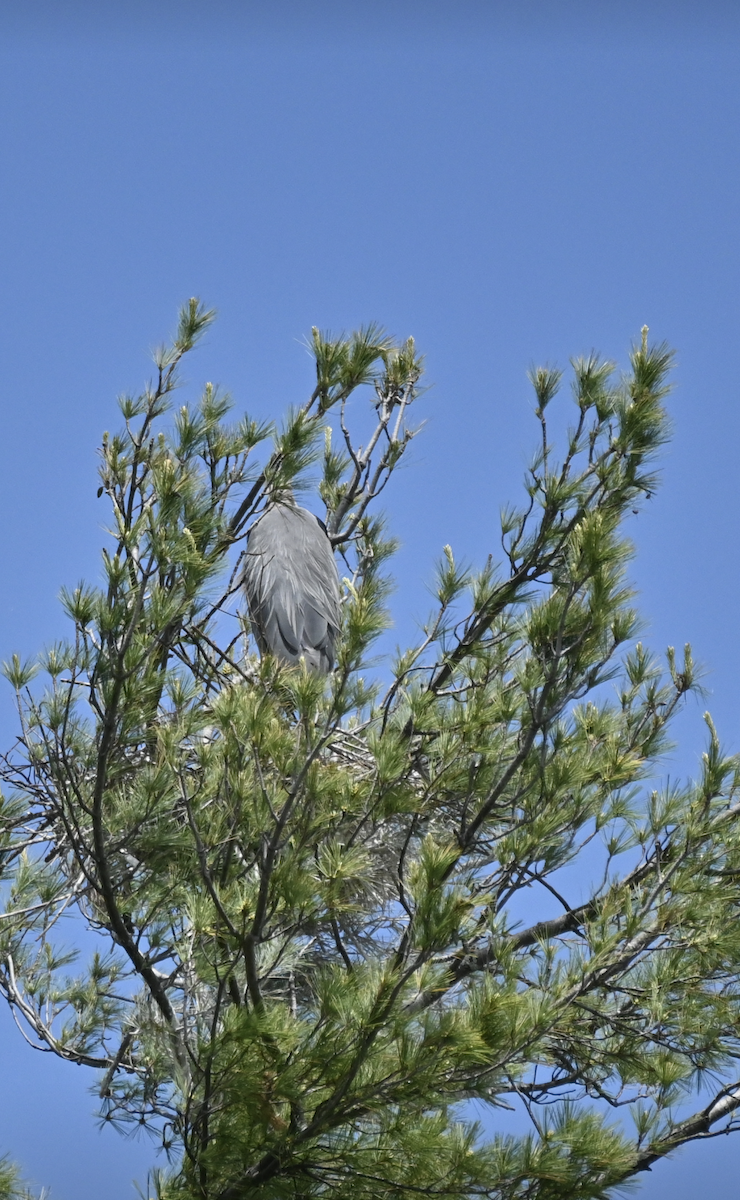 Great Blue Heron - Sylvie Rioux