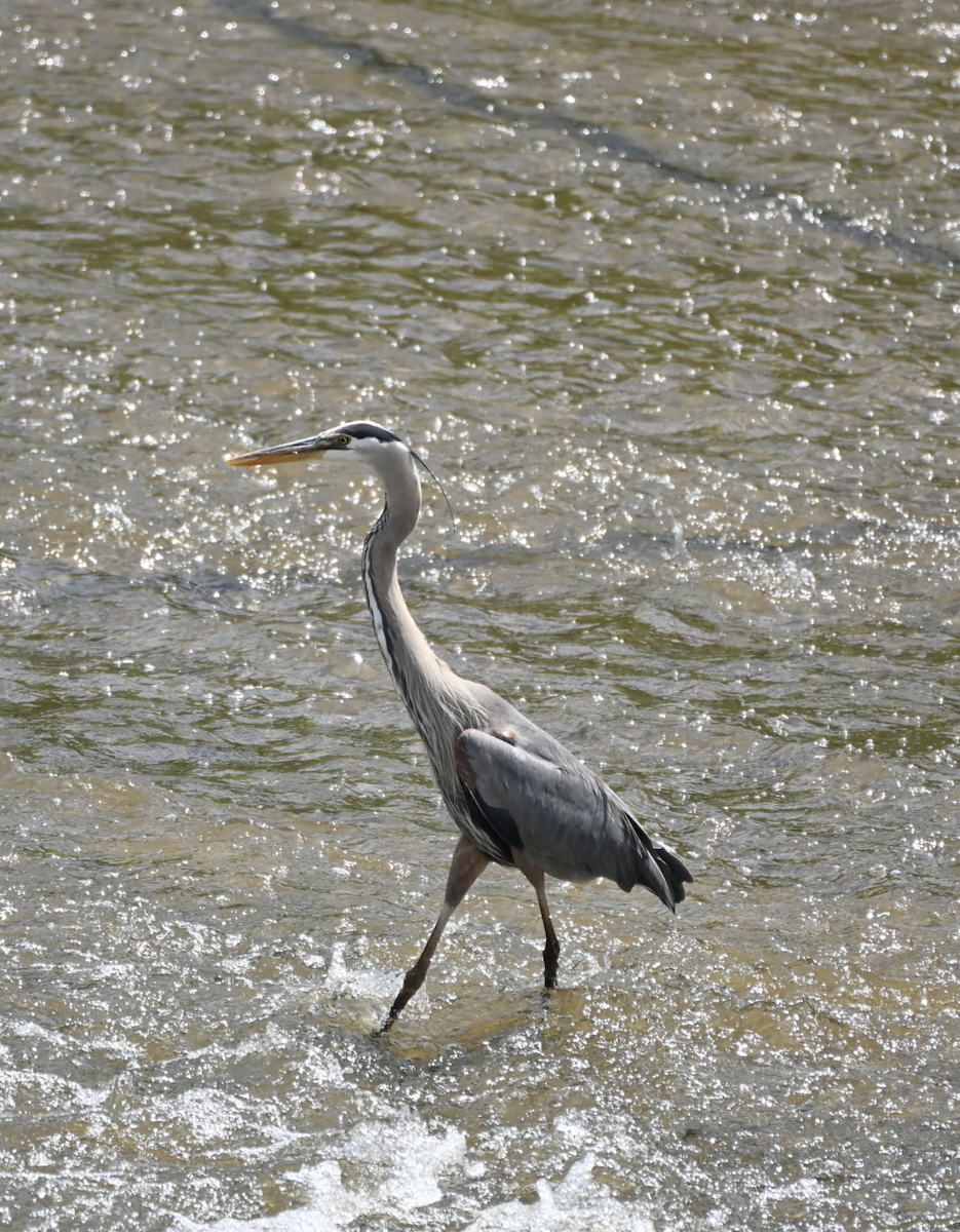 Great Blue Heron - Sylvie Rioux