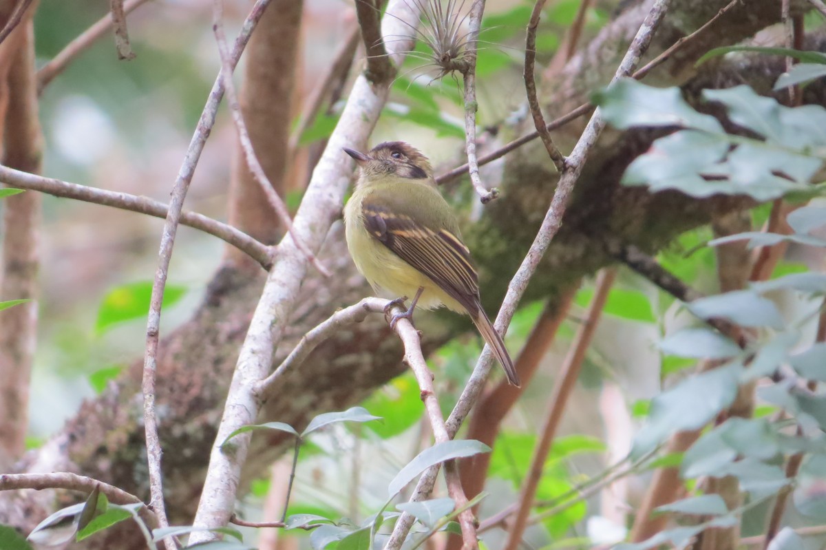 Sepia-capped Flycatcher - Jonathan Ehlert