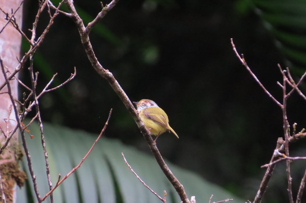 Eared Pygmy-Tyrant - ML619645672