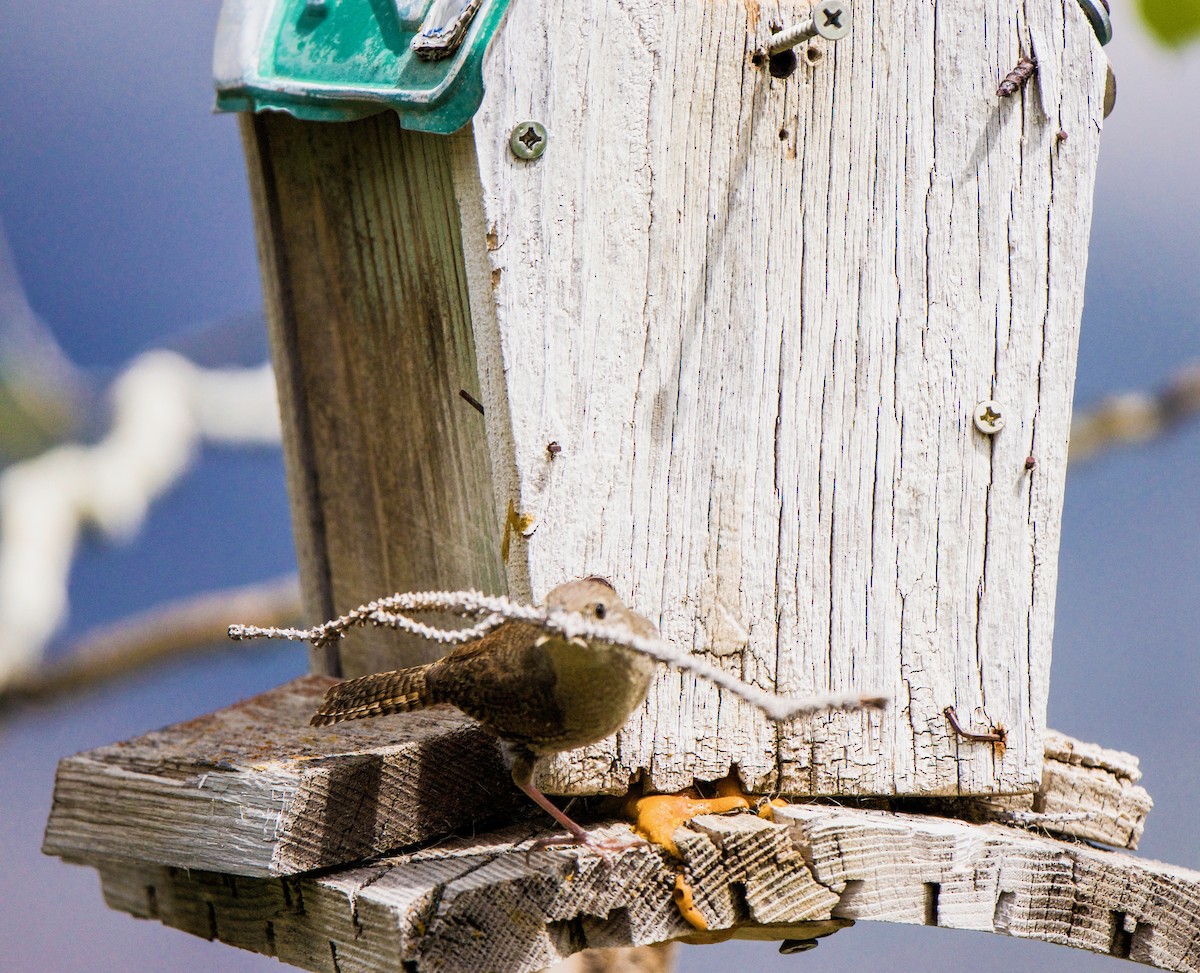 House Wren - Barry Mink