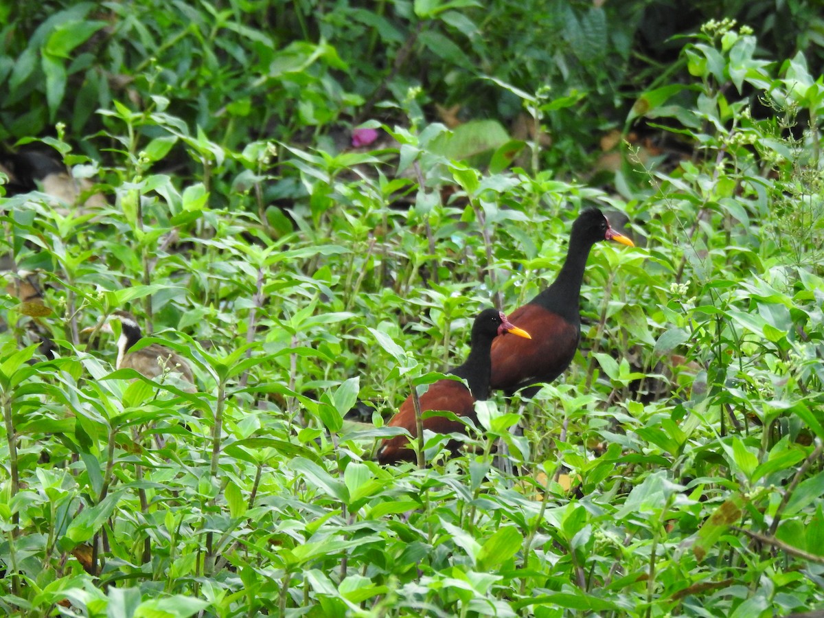 Wattled Jacana - ML619645675