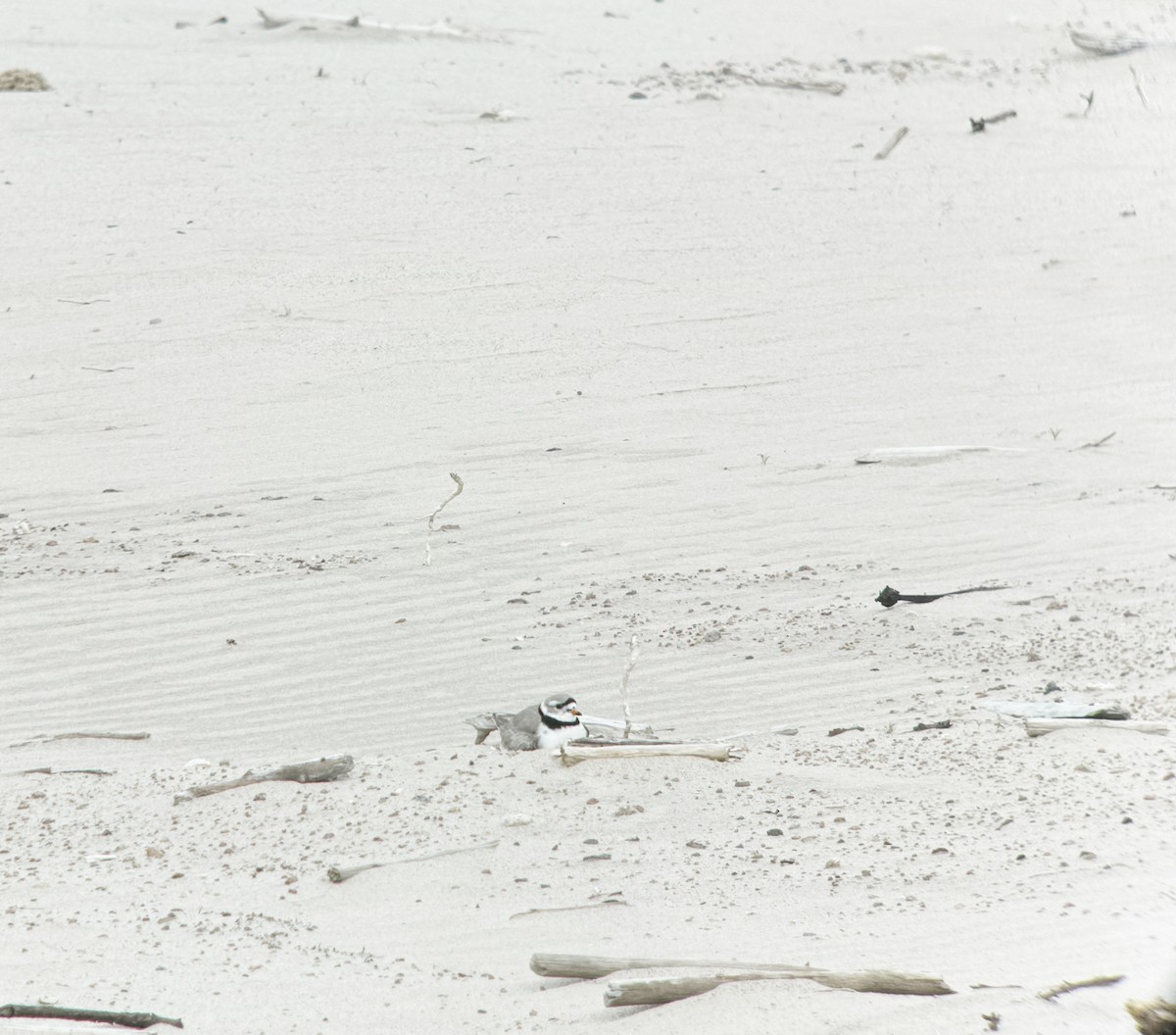 Piping Plover - Steven Mlodinow