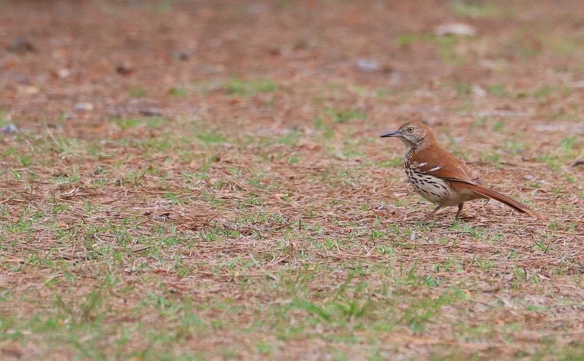 Brown Thrasher - Rob Bielawski